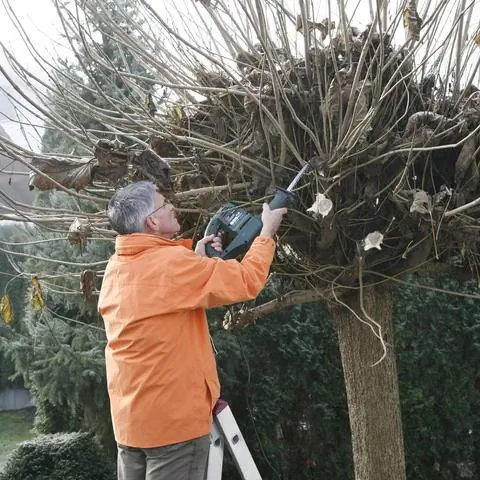 Вырезать шаровое трубное дерево