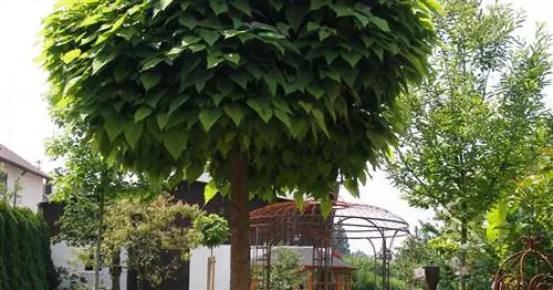 Мяч Труба Дерево