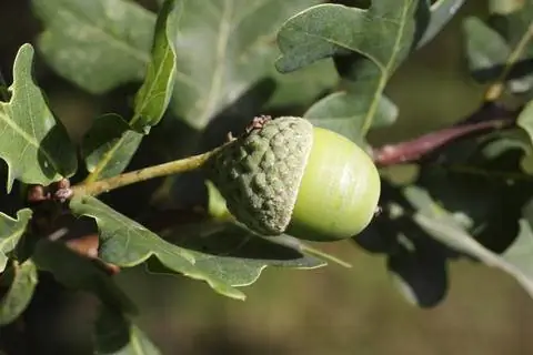 Желуди дуба столба