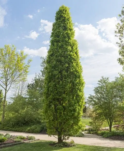 Quercus robur 'Fastigiata'