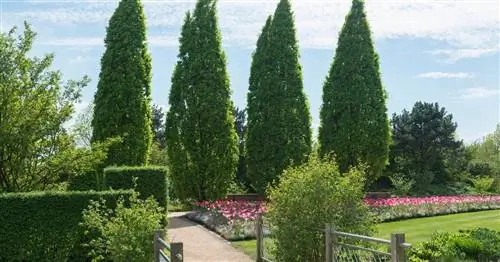 Дуб колонный, дуб пирамидальный