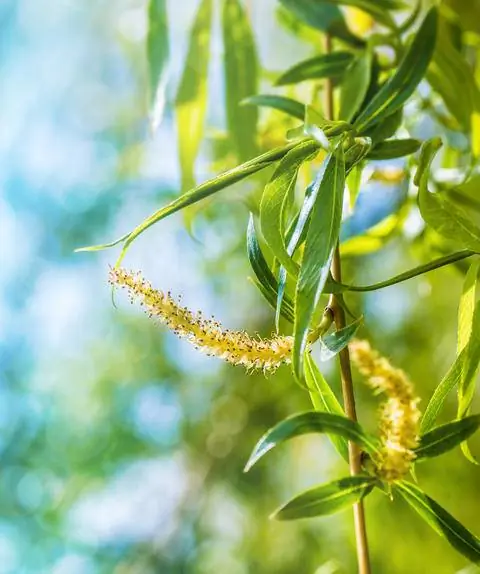ветка плакучей ивы