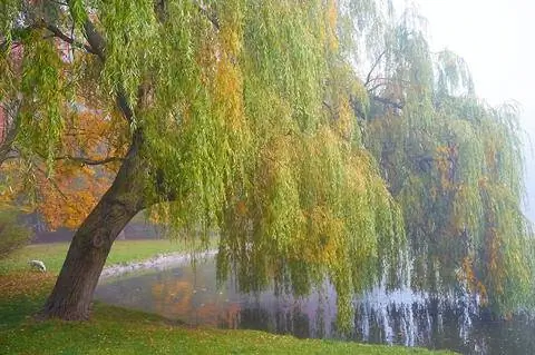 Плакучая ива на берегу озера