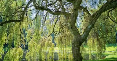 Плакучая ива, висячая ива