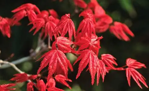 Побеги листьев красного японского клена