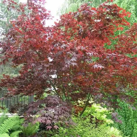 Красный японский клен в защищенном месте