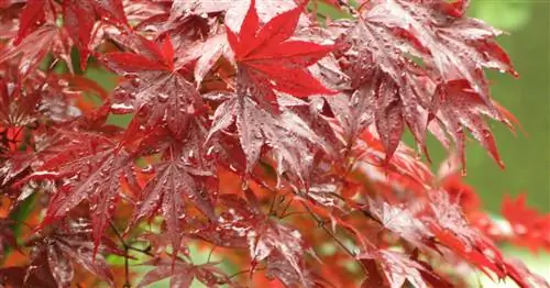 Красный японский клен