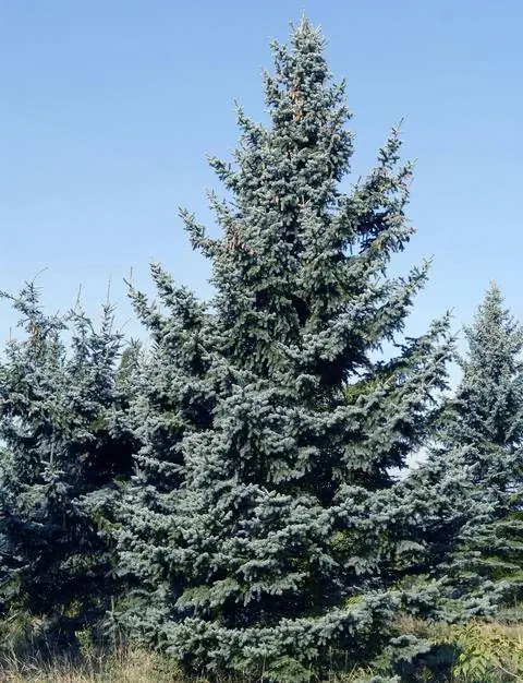 Рост Picea pungens 'Koster'