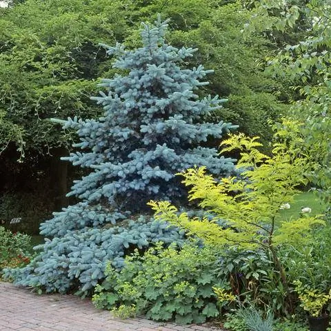 Голубая ель, связанная с акацией