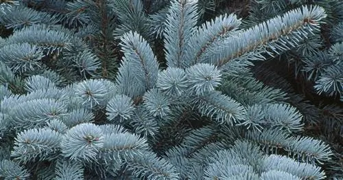 Голубая пихта, голубая ель