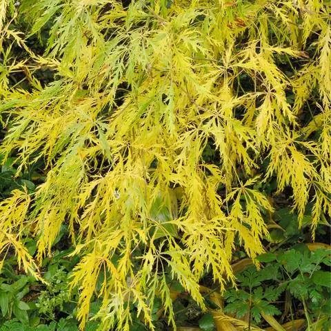 Зеленый щелевой клен с осенними цветами