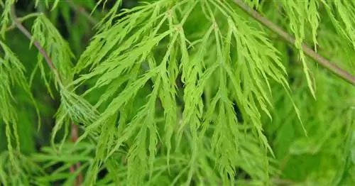 Зеленый щелевидный клен