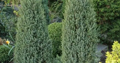 Можжевельник колоновидный ирландский