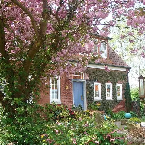 Гвоздика вишня во дворе