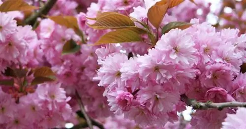 Японская гвоздика вишня