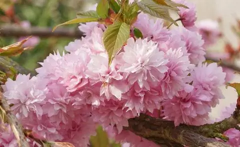 Цветы поникающей гвоздичной вишни