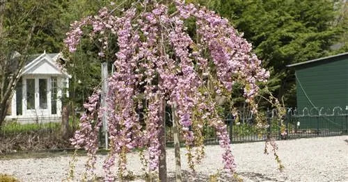 Висячая гвоздика-вишня