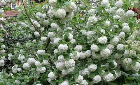 Двойной снежок в цвету