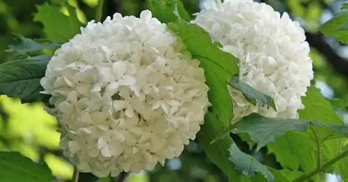 Заполненный снежок