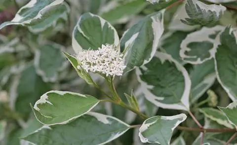 Цветы пестрого кизила