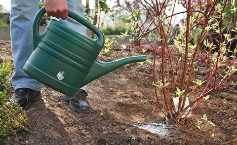 Хорошо полейте пестрый кизил после посадки