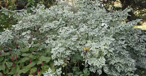 Кизил белый пестрый