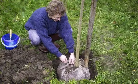 посадить висячий вяз