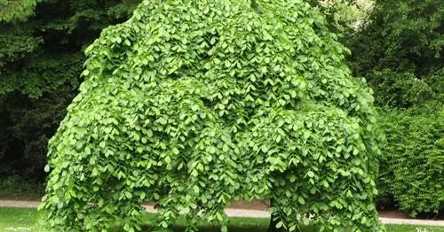 Плачущий вяз, Плачущий вяз