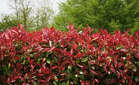 Фотин 'Красный Робин'