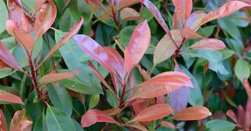 Фотин 'Красный Робин