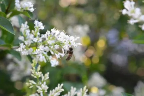 Пчела на карликовом цветке бирючины