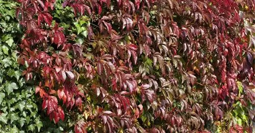 Лиана вирджиния ‘Engelmannii’