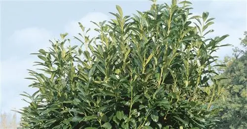 Лавр вишневый 'Genolia