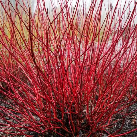 Внешний вид кизила сибирского зимой