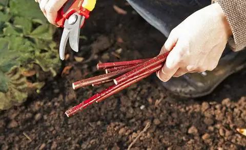 Палочки для размножения кизила