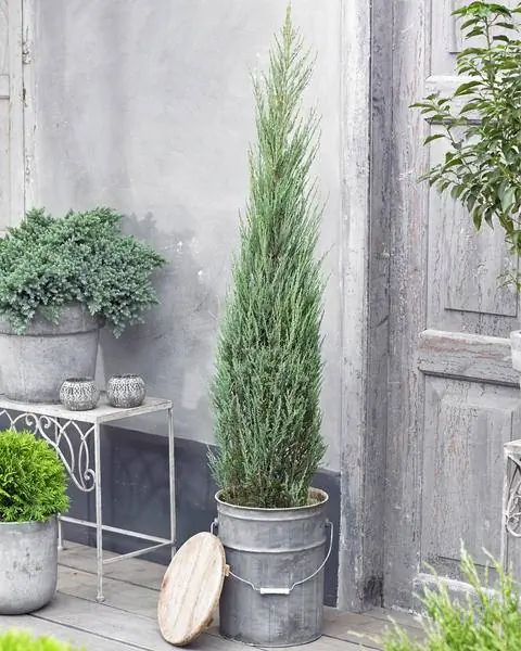 Ракетный можжевельник в горшке