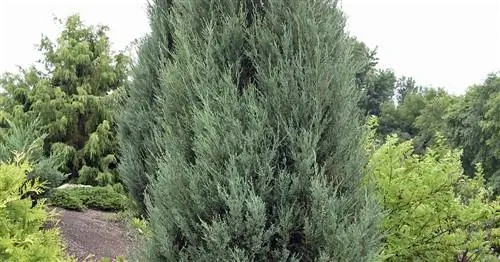 Ракетный можжевельник 'Синяя стрела