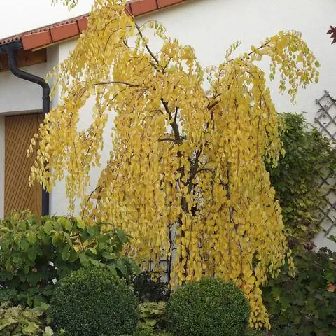 Плакучая береза с осенними красками