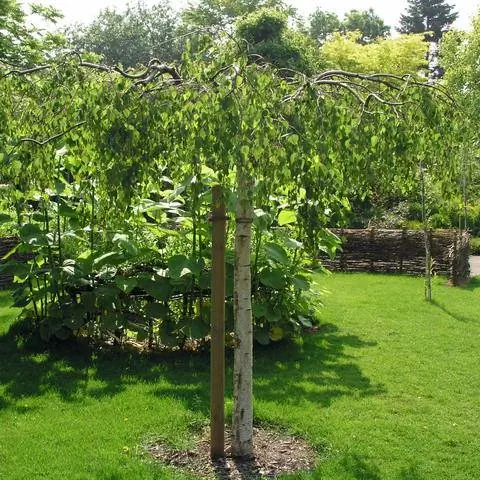 Свежепосаженная плакучая береза с опорой