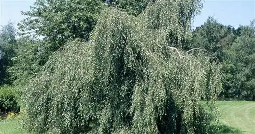 Плакучая береза