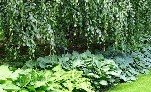 Висячий бук за хостой