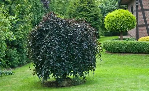 Fagus sylvatica 'Purpurea Pendula'