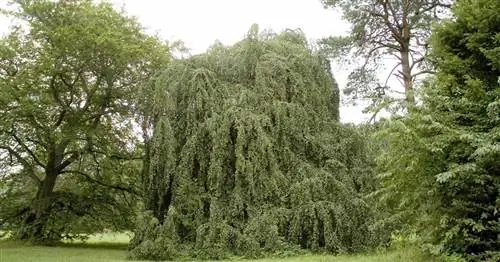 Плачущий бук, плачущий бук