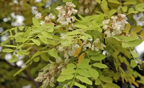 Цветы золотой акации