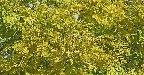 Золотая акация, робиния