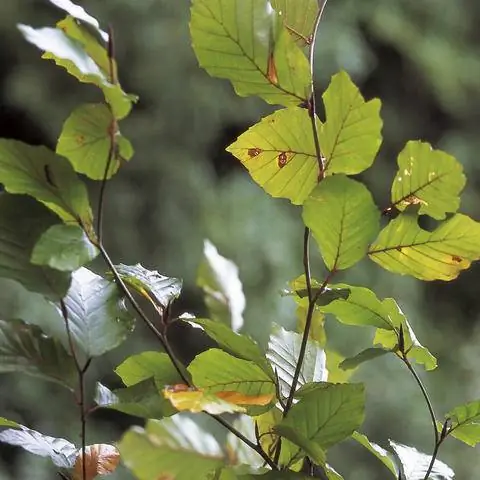зеленые листья колонновидного бука