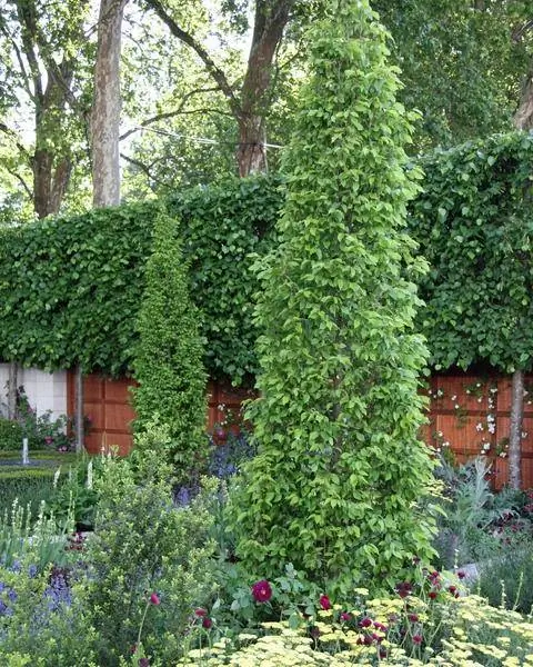 Габитус колонновидный бук