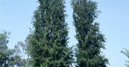 Столб Бук ‘Dawyck’