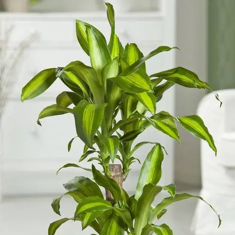 Драцена душистая 'Massangeana'