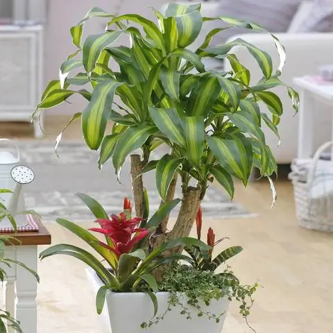 Драцена 'Massangeana' с подсадкой